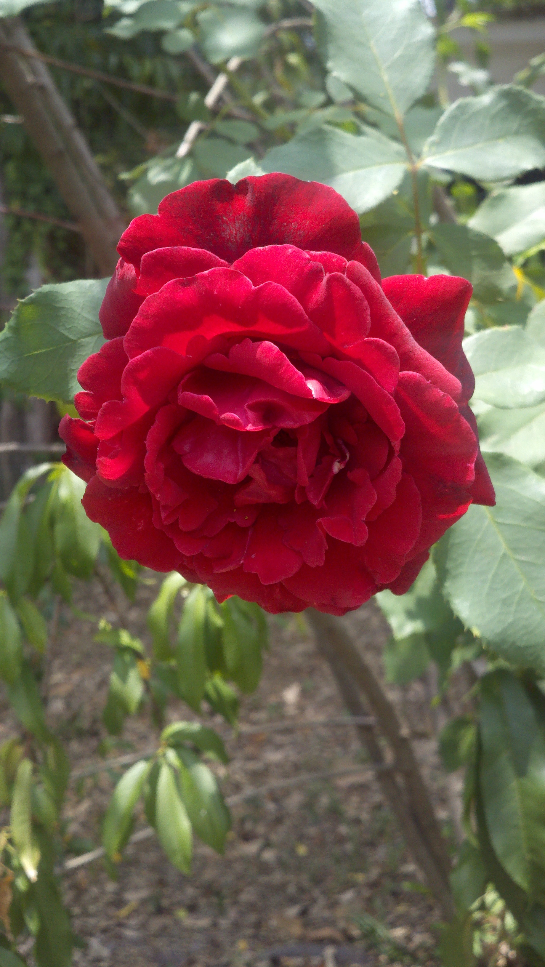 Rose  Poem 2012
